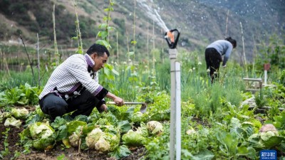 打造“微菜园” 方便搬迁居民