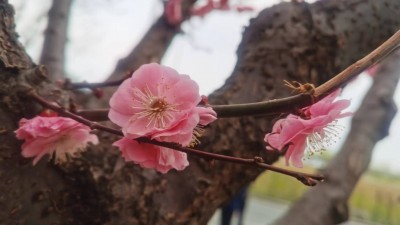 我眼中的春