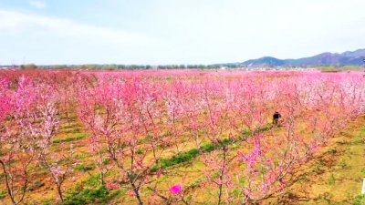 平谷区 · 万亩桃花海