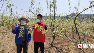 “科技+人才+项目”助力特色农业发展