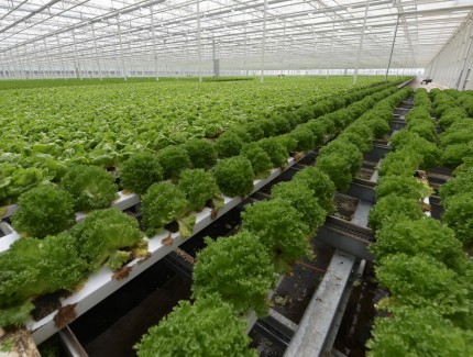 保供蔬菜 助力疫情防控