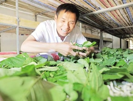 种桑养蚕走出致富路——陕西安康乡村振兴见闻