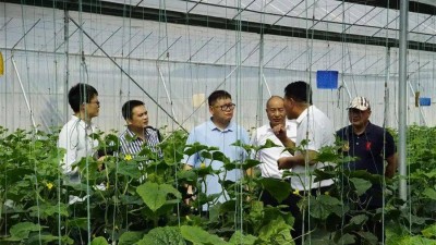 大理弥渡发展特色产业助力乡村振兴