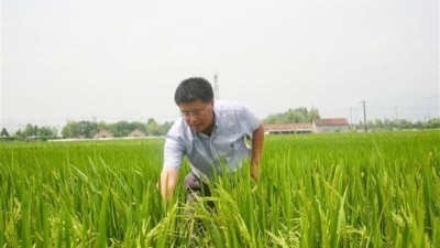 南方籼稻区早稻品种“当家花旦”中嘉早17育种记