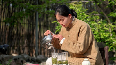 太行深山溢茶香