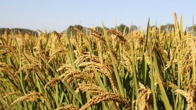 农业农村部：全国已春播粮食4.92亿亩 完成意向面积过半