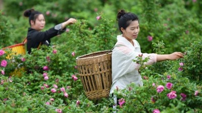 贵州黄平：推进生态农业发展助农就业