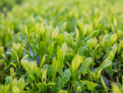 凤庆县茶产业绿色发展取得新突破