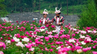 芍药花海扮靓美丽藏乡