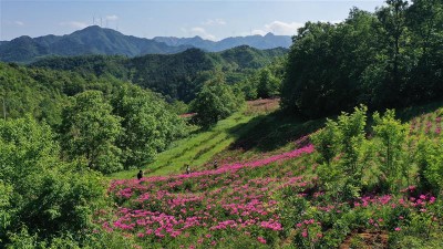 芍药花开扮靓山村