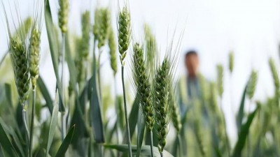 严查“割青麦作饲料”！1500元一亩，是谁在高价收小麦青苗？