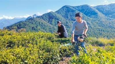 格林村的“甜蜜事业”