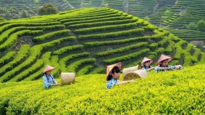 2022年“国际茶日”中国主场活动暨潮州工夫茶大会新闻发布会在穗举行