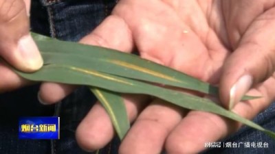 把“麦”问诊 农技人员积极开展小麦条锈病防治