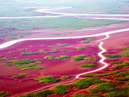 山东黄河三角洲农业高新技术产业示范区—— 滨海盐碱地  焕发新活力