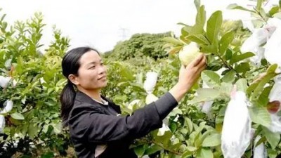 带动乡亲发展种植业