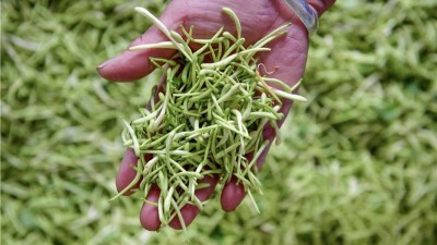 河南宜阳县姚村：金银花飘香富民路