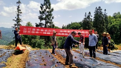 从江县谷坪乡：辣椒种植技术培训送到田间地头