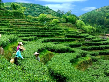 联合国粮农组织认定中国三项全球重要农业文化遗产