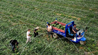 陕西蒲城：锦绣大地瓜飘香