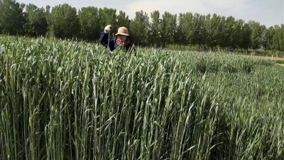 种草就是种粮，种草有利于种粮