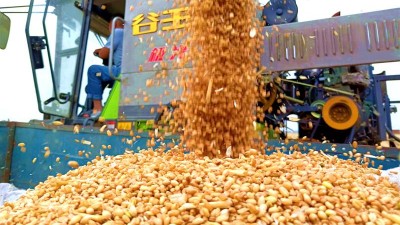 麦浪滚滚唱丰年
