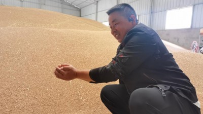 粮归仓种下地 不误时不负夏——安徽“三夏”“双抢”一线见闻