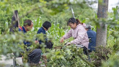 青花椒产业助力群众增收