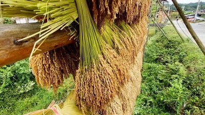国家粮食和物资储备局：加强夏粮收购监督 违法违规行为将严惩