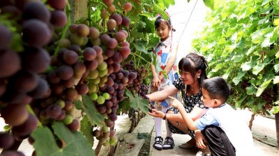 大棚葡萄上市早 亩均收入三四万