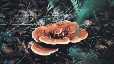 灵芝产业为乡村振兴“插”上新翅膀