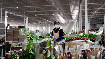 云南丽江：花卉产业促振兴