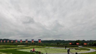 湖南五果溜村：水稻插秧季 田间农事忙