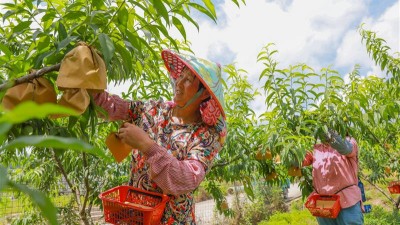 发展特色水果种植 吸引游客采摘赏景
