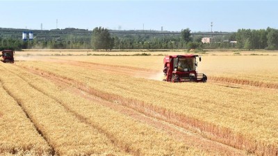 河南已收获小麦6803万亩
