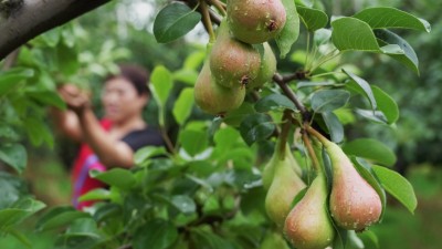 河北赵县：袖珍香梨香溢四方