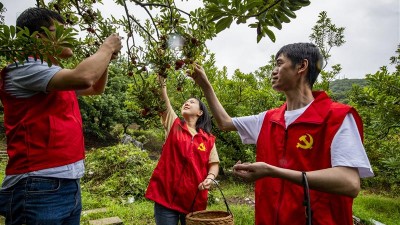 浙江兰溪：杨梅蝶变“致富果”