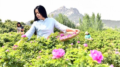山东五莲：努力开辟山区绿色发展新路
