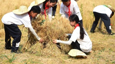 河北沧县：种下校园麦 体验农耕趣