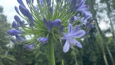 有个小花园，赏花开花落