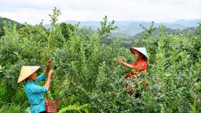 贵州麻江：小蓝莓做成大产业