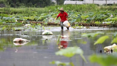 湖南资兴：夏至荷田管护忙