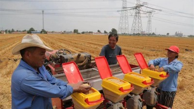 山东广饶：新型经营主体热推大豆玉米带状复合种植