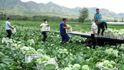 内蒙古喀喇沁旗：早春甘蓝喜丰收 一年两季增效益