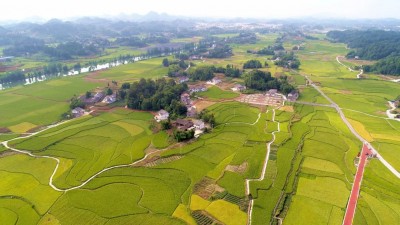 农业农村部：紧盯病虫监测抓好防控措施落实，全力以赴“虫口夺粮”保丰收