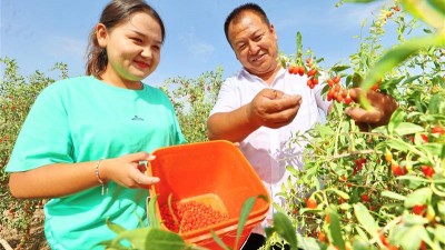 新疆库车市：火红枸杞“种”出红火日子