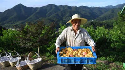 浙江奉化：水蜜桃熟了