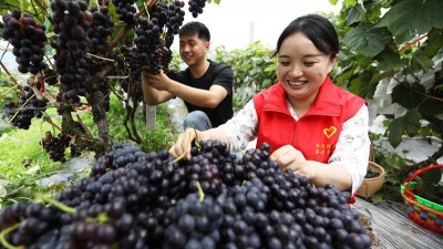 贵州赤水：农旅融合助力乡村振兴