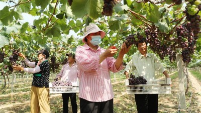 安徽蒙城：发展生态农业 实现农民增收