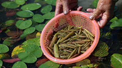 四川雷波：莼菜产业助力乡村振兴